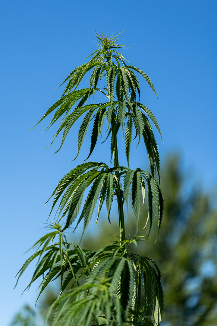 Bath Product Photographer The British Hemp Company